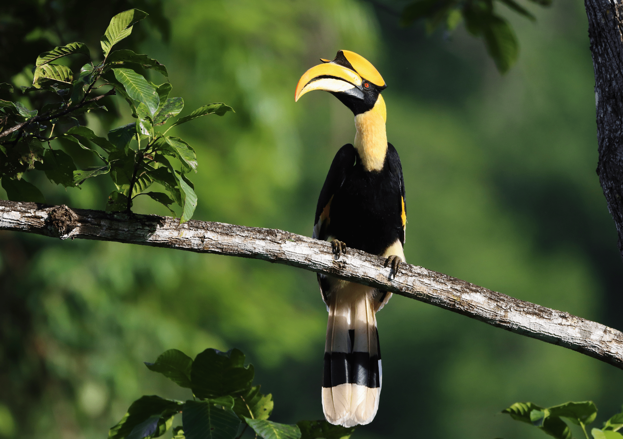 Great Hornbill bird